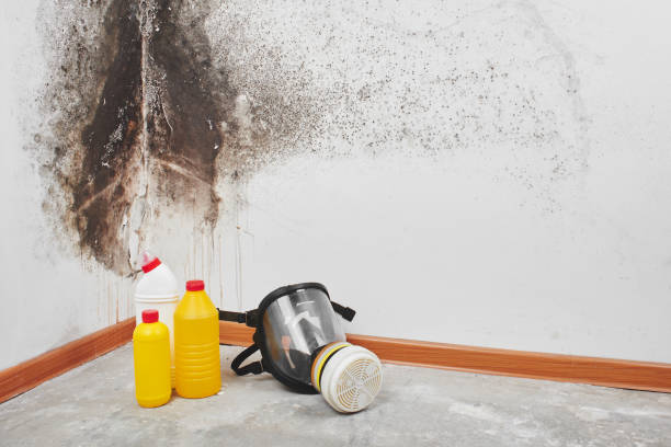 Best Mold Remediation Services  in Kensett, AR