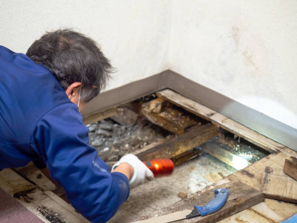 Mold Testing and Removal in Kensett, AR