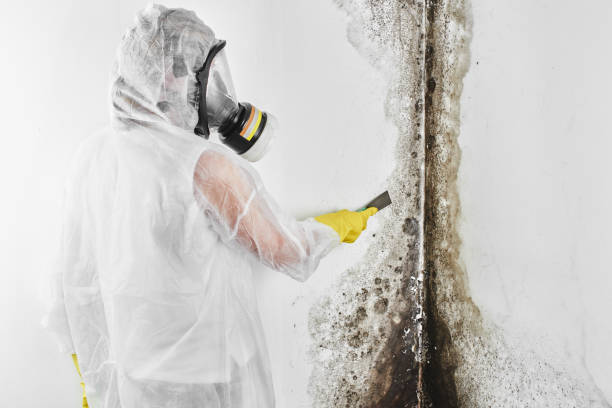 Best Best Mold Removal Companies  in Kensett, AR