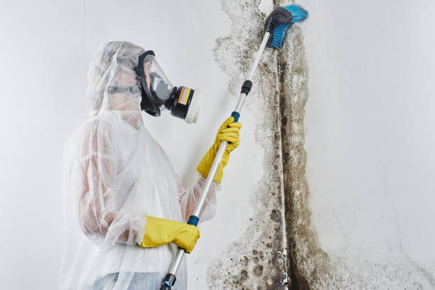 Best Black Mold Removal  in Kensett, AR