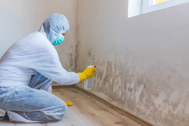 Mold Removal Process in Kensett, AR
