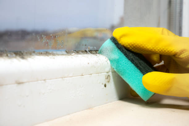 Best Same-Day Mold Removal  in Kensett, AR