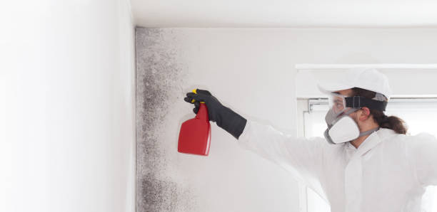 Best Toxic Mold Removal  in Kensett, AR