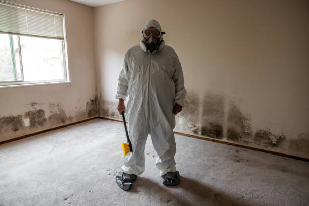 Best Local Mold Removal Service  in Kensett, AR