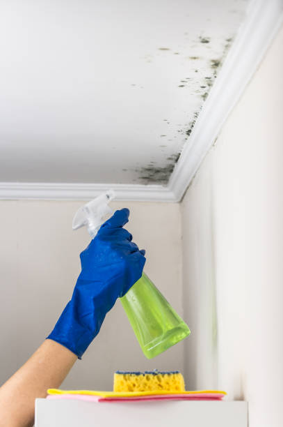 Professional Mold Removal in Kensett, AR